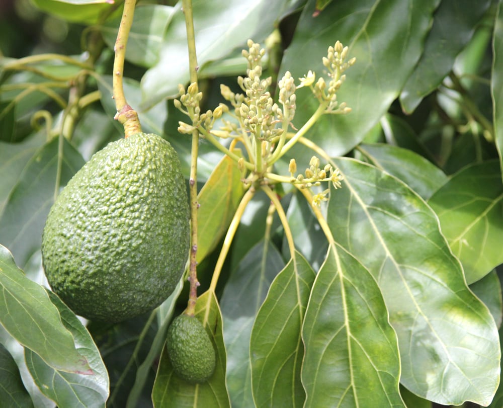 three-avocado-crops