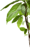 Avocado tree branch