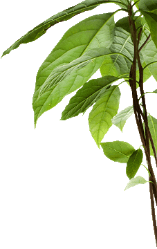 Avocado tree branch