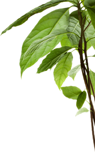 Avocado tree branch