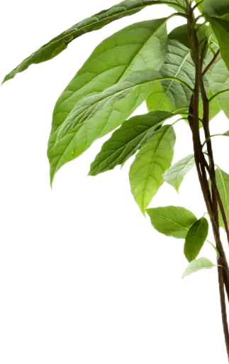 Avocado tree branch