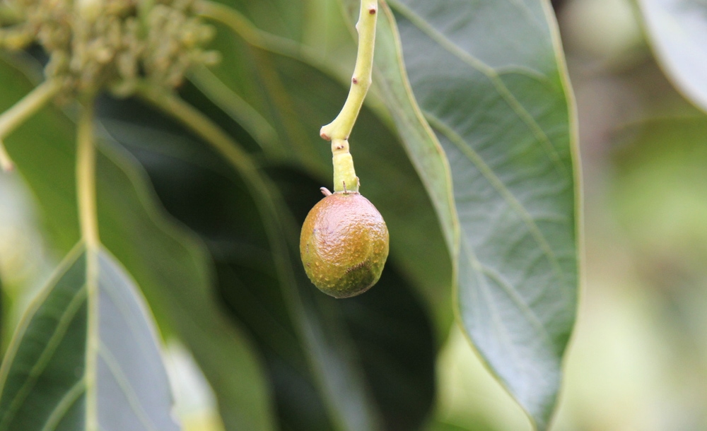Avocado tree dropping young fruit