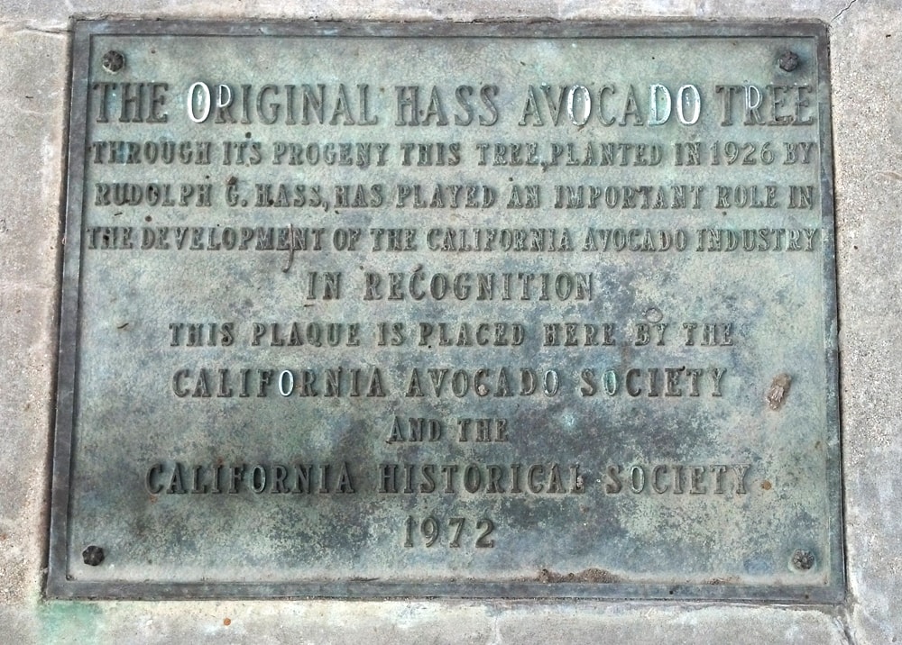 This plaque on West Road in La Habra Heights, California where the Hass  Mother tree once lived. Photo Courtesy of La Habra Heights Avocado Festival