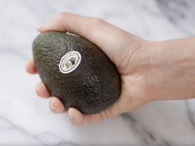 avocado101