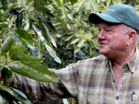 A photo of rick shade looking at his avocado trees