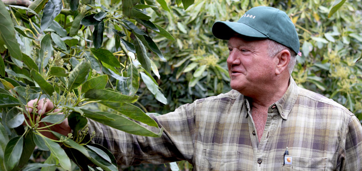 A photo of rick shade looking at his avocado trees