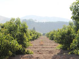 "avocado nutrition"
