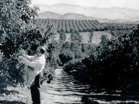 Historic image of avocado growers in an avocado farm