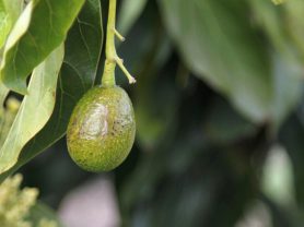 "avocado growing process"