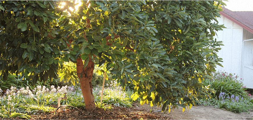 كيفية جعل شجرة الأفوكادو تنمو الفاكهة