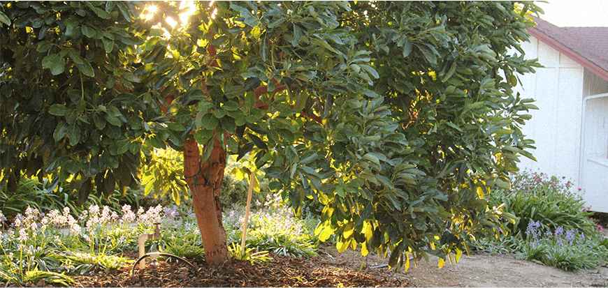 avocado tree leaves