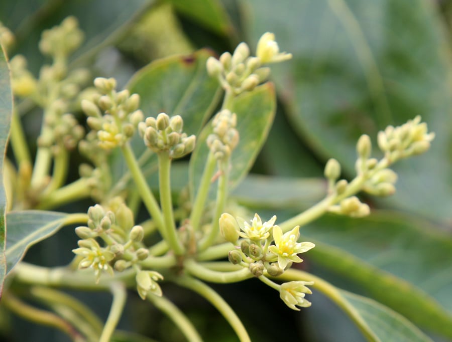 avocado flower