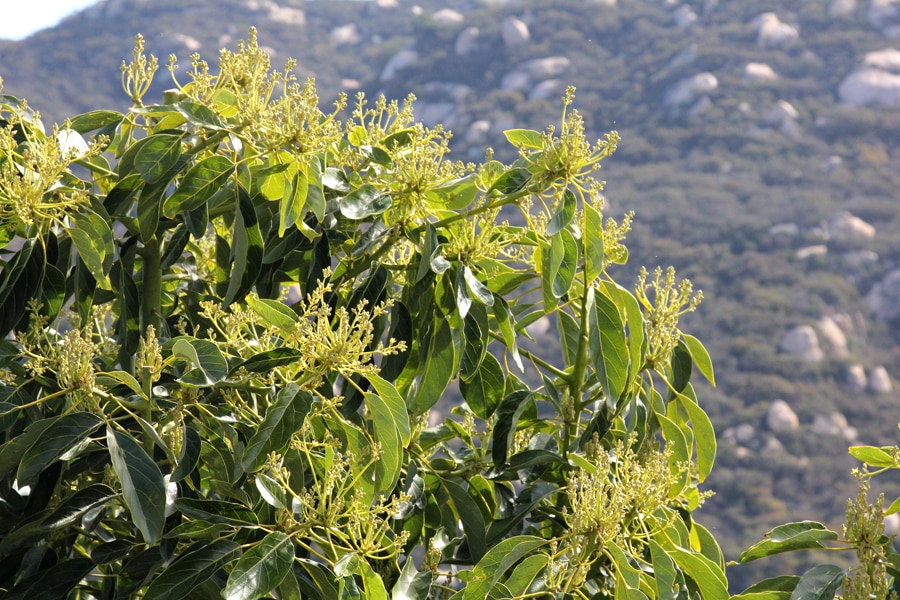 avocado flower