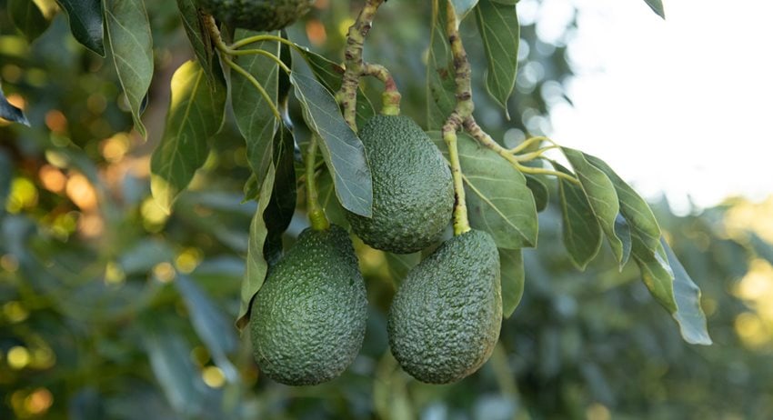 COVID-19 Update - California Avocados