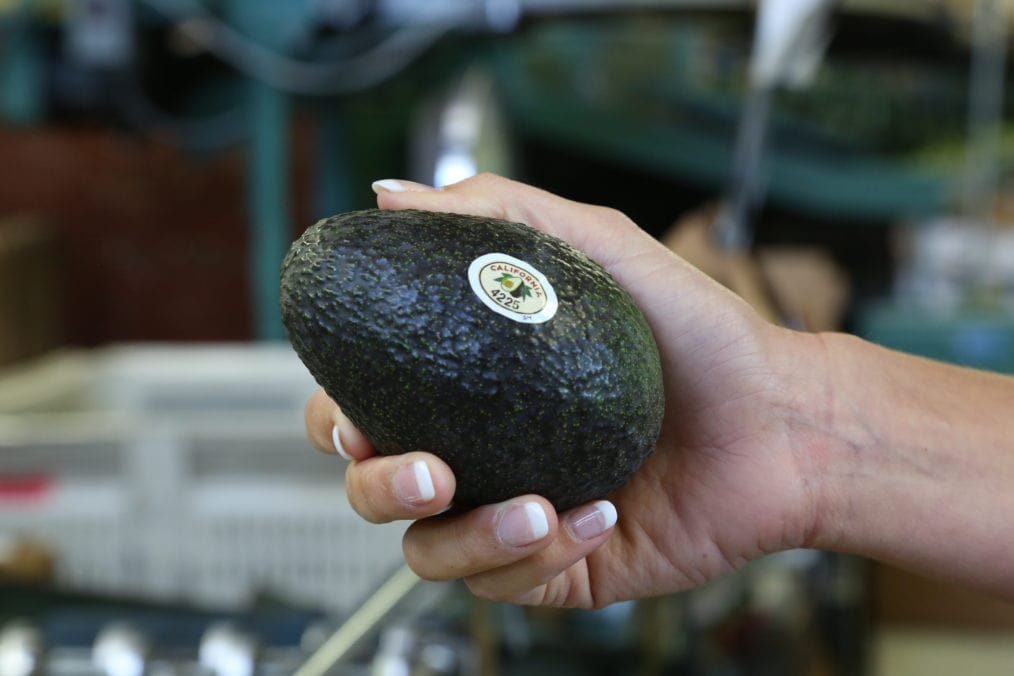 An avocado with a California label