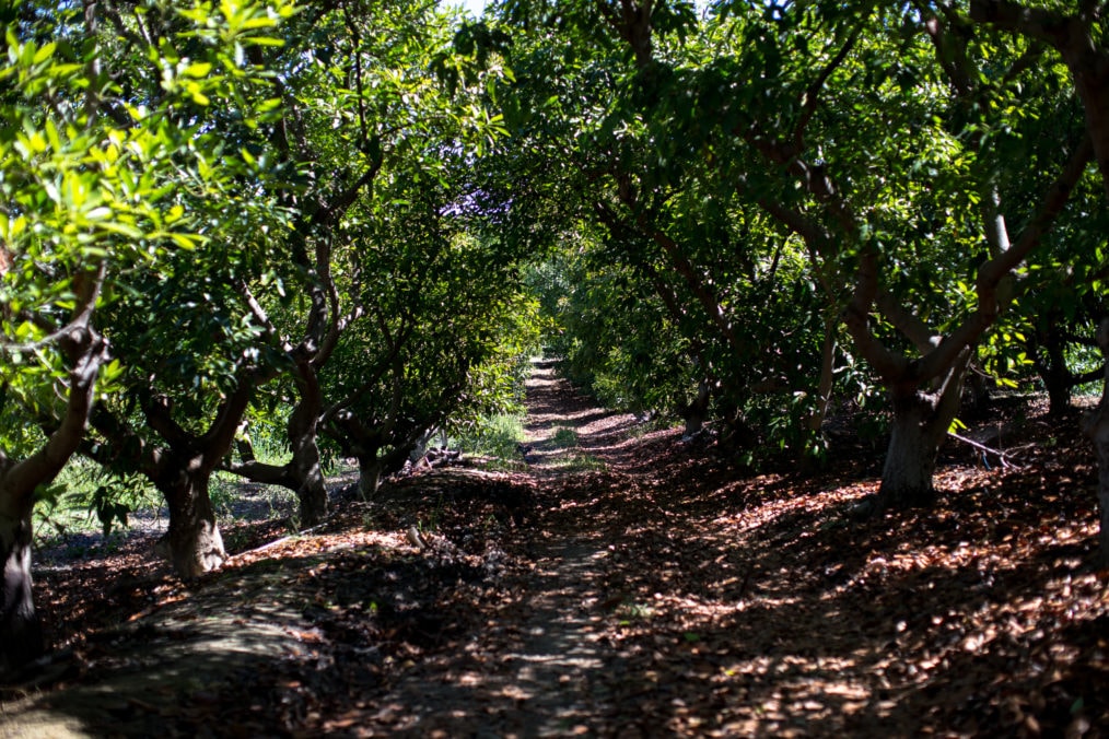 Rows of California Avocado trees with green leaves on the branches and natural leaf mulch covering the ground below.