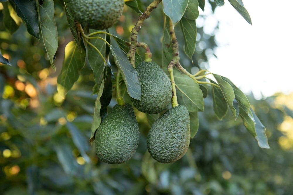 Four California Avocados hanging from an avocado tree