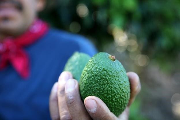 A harvester holding two California Avocados just picked from a tree. 