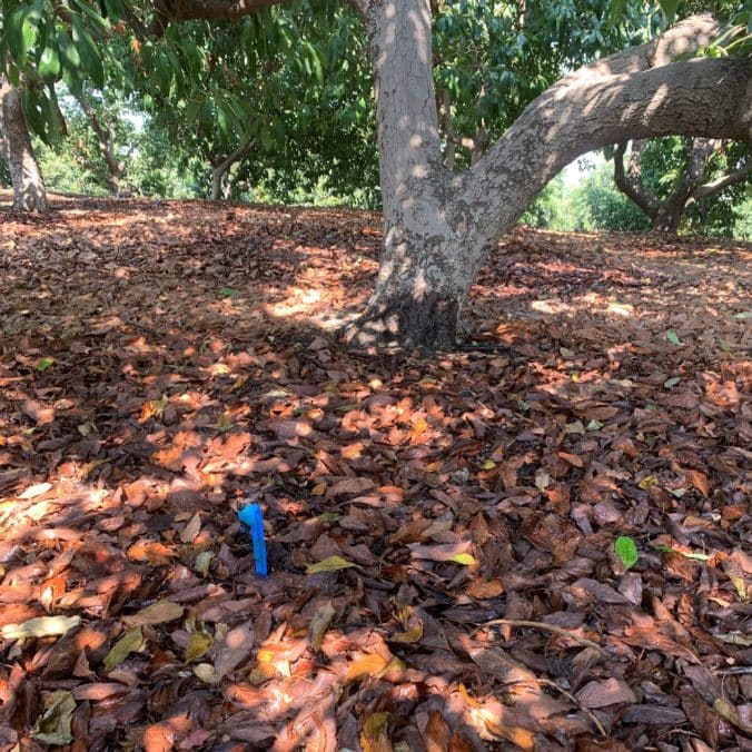 A California Avocado grove shown with a micro-sprinkler in the area of one avocado tree