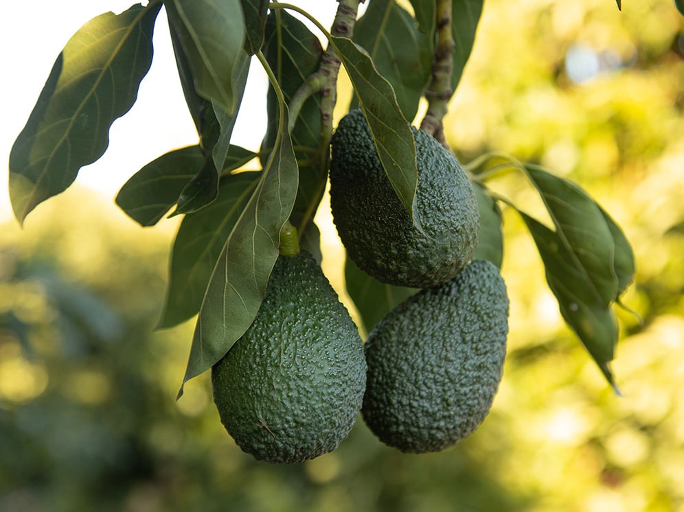 Foodservice - California Avocados