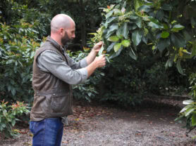 California Avocado grower Michael Craviotto inspecting an avocado tree in the grove