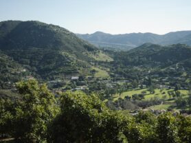 Landscape view of rolling hills and valleys with avocado groves