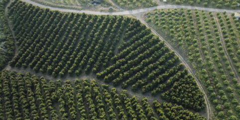 Cultivos locales de aguacates de California. Huertas con producción sostenible.