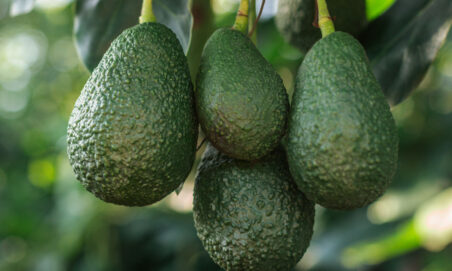 California avocados growing on the tree