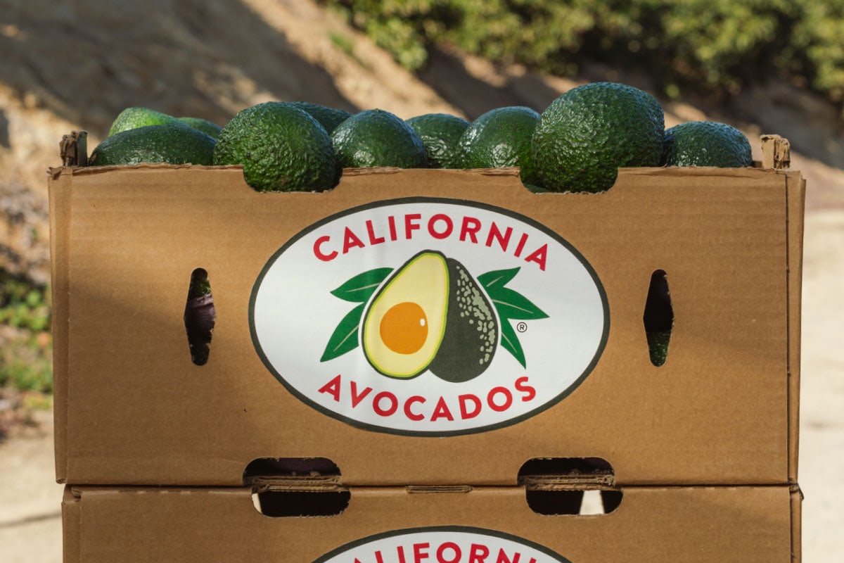 A cardboard box fill with California avocados and displaying the California avocado logo on the side of the box